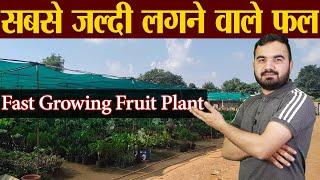 सबसे जल्दी उगने वाले फल | Fast growing fruit plants in India | Best fruits for commercial farming