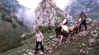 The life of the shepherds of the Picos de Europa and  cheese of Gamoneu | Lost Trades | Documentary