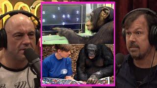 How INTELLIGENT Are Chimpanzees? | Joe Rogan & James Reed #jre