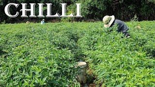 How to Grow Green Chillies from Seed in My Village | Chillies Growing Skill | Farm Channel