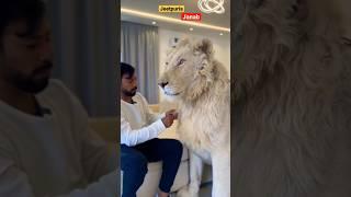 KD PRO MAX Attitude states,Cat Vs with lion  Dubai king #youtubeshorts #attitude #viral #trending