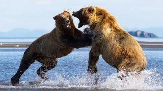 Кадьяк – самый Огромный и агрессивный Медведь! Свирепый титан Аляски!