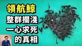 【震驚】航拍記錄下驚人一幕，澳洲近百頭領航鯨神秘聚集，一天後集體衝上海灘擱淺！它們跟虎鯨，又到底有什麼恩怨？【老肉雜談】#動物 #海洋 #領航鯨 #orca #虎鯨