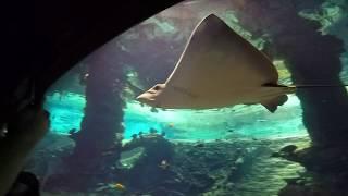 Oceanarium Afrykarium Wroclaw Poland 2019 HD 1080p \ Океанариум во Вроцлаве \ Жизнь в Польше