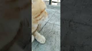 #viralvideo #funnyanimal #catlover #funnycat #kitten #funnypet