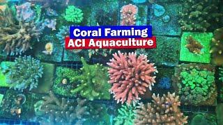 Coral Farming with ACI Aquaculture