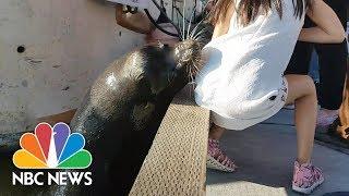 Sea Lion Snatches Little Girl And Drags Her Into Water | NBC News