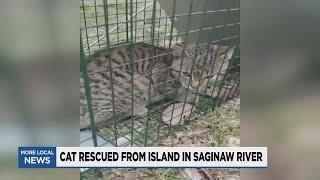 Woman rescues cat stranded in Saginaw River