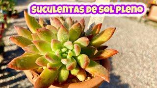 15 SUCULENTAS PARA VOCÊ CULTIVAR A SOL PLENO