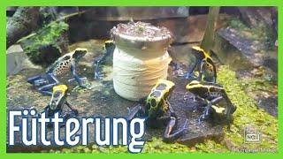 Dendrobaten Richtig Füttern für Anfänger (Mit Vitamine) -Pfeilgiftfrosch-Dartfrog-