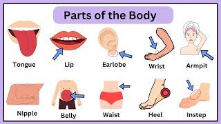 Body Parts in English | Human Body Parts Names | Learn Basic English Vocabulary