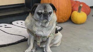 Tatty the pug's owners offer reward for safe pooch