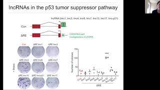 LncRNAs in Cancer: What, where, and how?