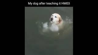 My dog after teaching it HM03