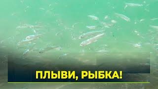 На Собском рыбоводном заводе провели первый выпускной в этом сезоне