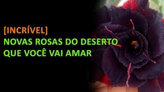 [INCRIVEL] NOVAS ROSAS DO DESERTO QUE VOCÊ VAI AMAR ️