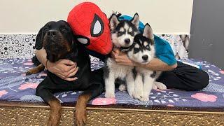 Can Rottweiler Save Husky Puppies | Dog Can Talk part 287 | Husky Puppy | Review reloaded
