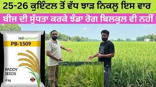 PB 1509 ਨੇ ਪੈਸਾ ਹੀ ਪੈਸਾ ਕਰ ਦੇਣਾ ਐਤਕੀਂ ਰੇਟ ਚੰਗਾ ਮਿਲੂ ਐਤਕੀ ਕਿਸਾਨ ਵੀਰੋ ਪਰਮਾਤਮਾ ਮਿਹਰ ਰੱਖੇ ਫ਼ਸਲਾਂ ਤੇ