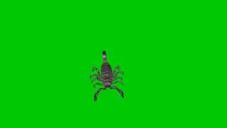 Scorpion Green screen HD footage