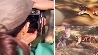 Raveena Tandon's video shows her 'too close' to a tiger at Satpura Reserve; probe launched