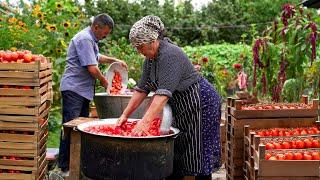  Massive Tomato Harvest: Making Sauce from 150 Kilos of Fresh Tomatoes