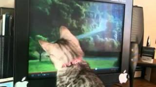 BRAVE Kitten reaction to scary ghost commercial (and mouse pointer)