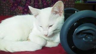 1 Hour CUTEST CAT PURRING By This Baby KITTEN | Relaxation | ASMR for Sleep