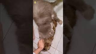 Funny Process of Mating Cats