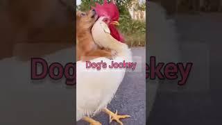 Man Jockey  Dog Jockey  | Funny Animals Scene #dogshorts #funnydogs