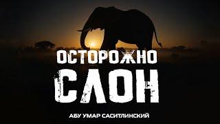 Остерегайтесь слона! | Подражая звездам | Абу Умар Саситлинский