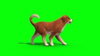 Green Screen Brown Big Dog Bark Walk Snif - Footage PixelBoom