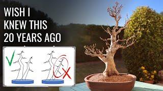 5 Pruning Secrets they don't teach you in Bonsai School