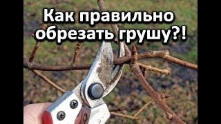 Как правильно обрезать грушу?! Очень подробное видео!!!