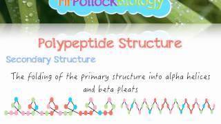 Biochemistry: Polypeptides (Proteins)