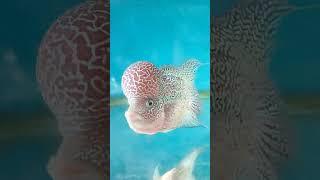 Beautiful eyes #shortvideo #please_subscribe #flowerhorn