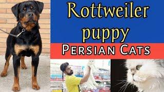 Rottweiler puppy - Persian cat - Tollinton market Lahore - Dog market in Lahore - MMB pet lover