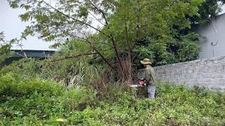 Cut down overgrown trees in the garden - Clean up to transform the abandoned house beautifully