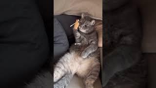  This is Your Daily Dose of Funniest Cat Moments 4 #funny #cute #cat #fyp #viral