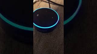 Alexa nightscout