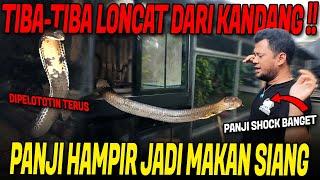 SERANGAN FATAL KING COBRA BESAR PENGHUNI KANDANG