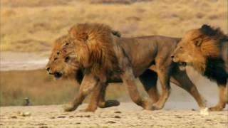 male lions of mapogos & notch boys