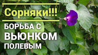 Сорняк паразит. Вьюнок Полевой. Как избавиться в огороде.