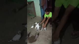 Pigeon training️ #pigeontraining #pigeon #viral #viralshorts #youtubeshorts