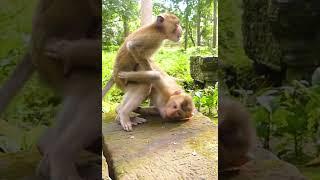 Lovely Abandon Monkey - Enjoy Watching Orphan Baby Monkey In Wild Monkey - Daily Baby Monkey #Short