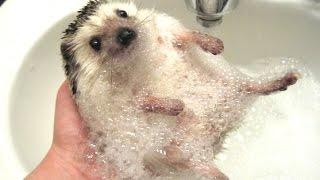 Cute And Funny Hedgehog Videos Compilation 2014 [NEW]