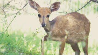 A young Female bushbuck feeding