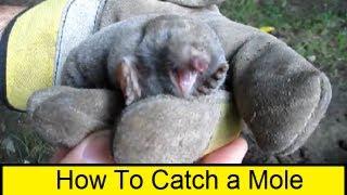 How To Catch a Mole Without Killing it  3  (HowToLou.com)