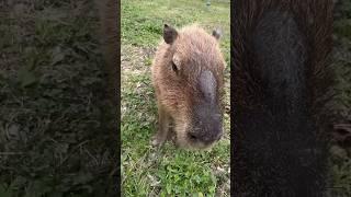 Male Capybaras Have Giant Scent Glands