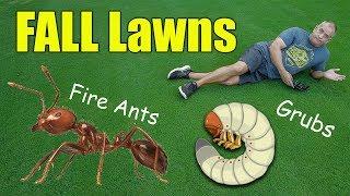 Fall Lawn Care Tips - Fall Grubs - Fire Ants - Fertilizer