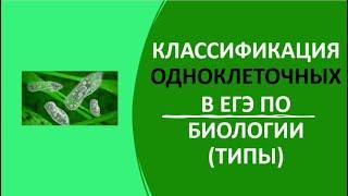 4. Классификация одноклеточных в ЕГЭ по биологии (типы)